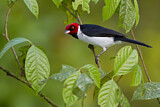 Image. Red-capped Cardinal