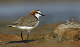 Image. Red-capped Plover