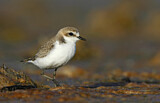 Image. Red-capped Plover