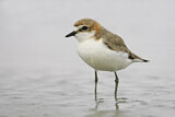Image. Red-capped Plover