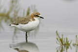 Image. Red-capped Plover