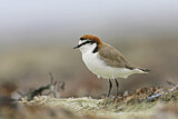 Image. Red-capped Plover