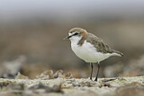 Image. Red-capped Plover