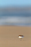 Image. Red-capped Plover