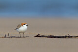 Image. Red-capped Plover