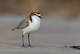 Image. Red-capped Plover
