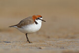Image. Red-capped Plover