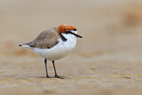 Image. Red-capped Plover