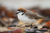 Image. Red-capped Plover