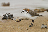 Image. Red-capped Plover