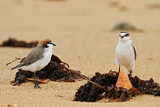 Image. Red-capped Plover