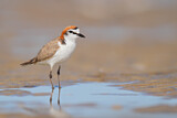 Image. Red-capped Plover
