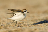 Image. Red-capped Plover