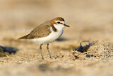Image. Red-capped Plover