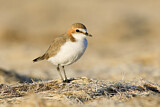 Image. Red-capped Plover