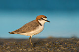 Image. Red-capped Plover