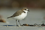 Image. Red-capped Plover