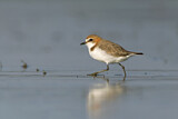 Image. Red-capped Plover