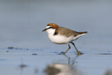 Image. Red-capped Plover