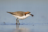 Image. Red-capped Plover
