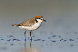Image. Red-capped Plover