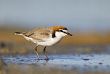 Image. Red-capped Plover