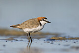 Image. Red-capped Plover