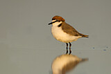 Image. Red-capped Plover