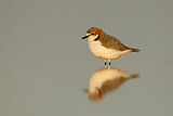 Image. Red-capped Plover
