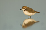 Image. Red-capped Plover