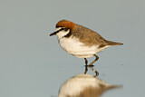 Image. Red-capped Plover