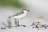 Image. Red-capped Plover