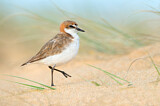 Image. Red-capped Plover