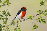 Image. Red-capped Robin