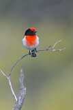 Image. Red-capped Robin