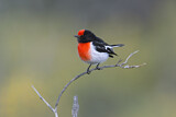 Image. Red-capped Robin