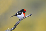 Image. Red-capped Robin