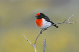 Image. Red-capped Robin
