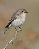 Image. Red-capped Robin