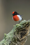 Image. Red-capped Robin