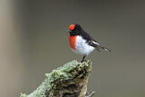 Image. Red-capped Robin