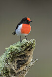 Image. Red-capped Robin