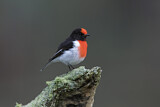 Image. Red-capped Robin