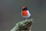 Image. Red-capped Robin