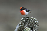 Image. Red-capped Robin