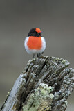 Image. Red-capped Robin