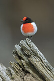 Image. Red-capped Robin