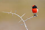 Image. Red-capped Robin