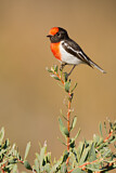 Image. Red-capped Robin