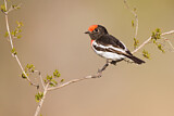 Image. Red-capped Robin